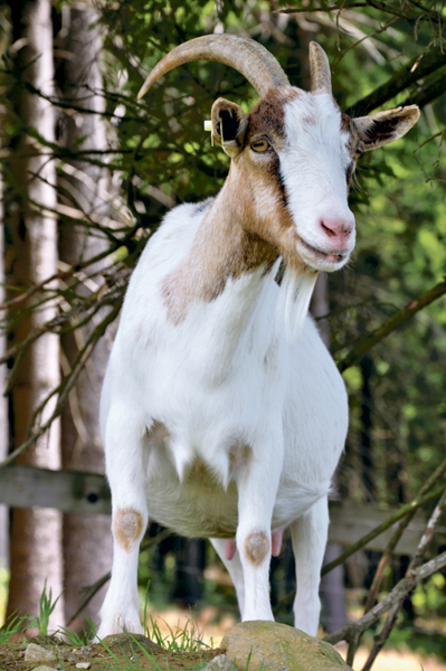 Caprele sunt animale mai inteligente decât se crede