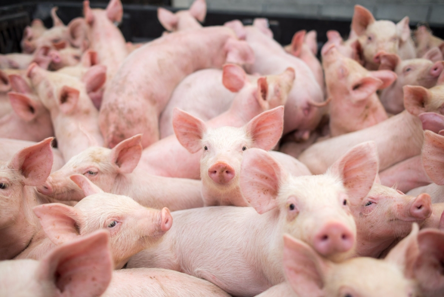 Noi reguli pentru creşterea porcilor: Nu mai pot fi hrăniţi cu resturi alimentare!