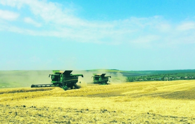 O premieră pentru România: peste 4 tone de grâu la hectar în 2016