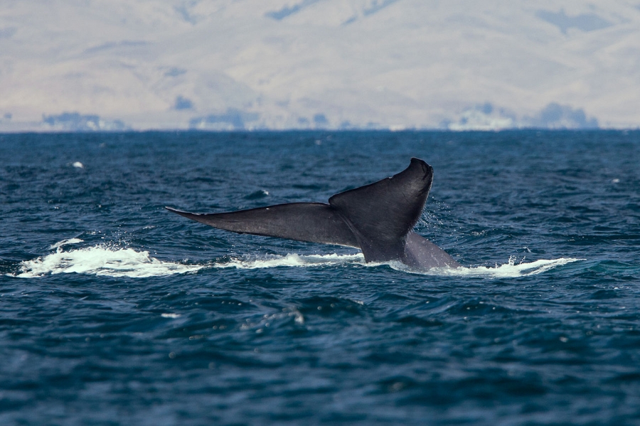 Cele mai mari şi cele mai mici dintre animale prezintă riscuri sporite de extincţie