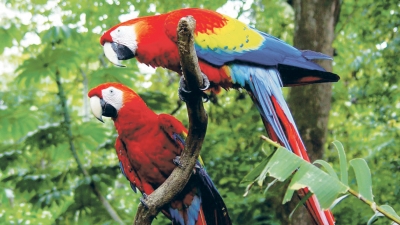 Papagalul amazon, o pasăre inteligentă, dotată cu abilitatea de a vorbi