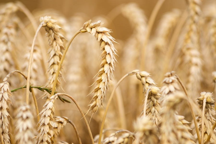 Comisia Europeană se așteaptă la o recoltă mai mică de grâu, dar la exporturi record