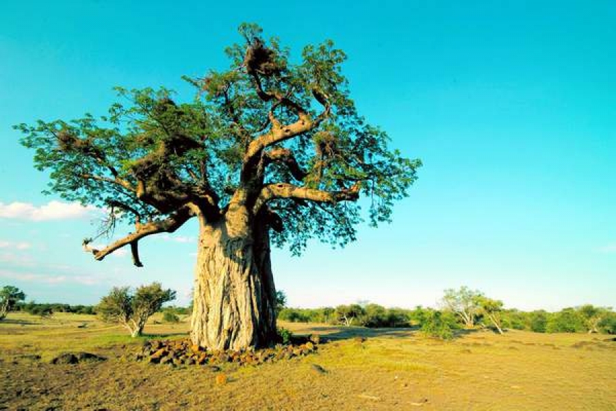 Baobabii – copaci ciudaţi, originali, şi cum încă?