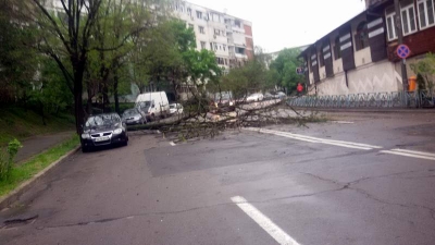 Copaci scoşi din rădăcini de furtună