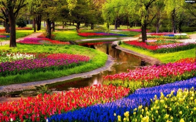 Keukenhof, parcul olandez unde pot fi admirate 800 de soiuri de lalele