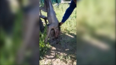 Un animal ciudat a atacat oile de la o stână din localitatea Oancea