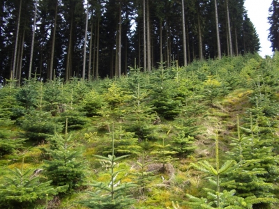 Romsilva a reîmpădurit aproape 11.600 hectare, în primul semestru