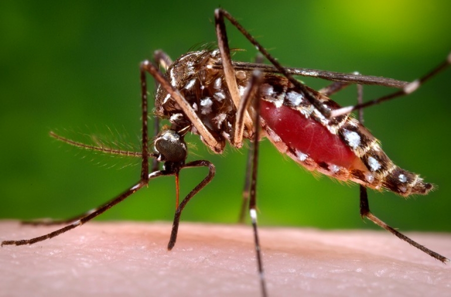 Virusul Zika, o armă potenţială împotriva unui tip agresiv de cancer cerebral