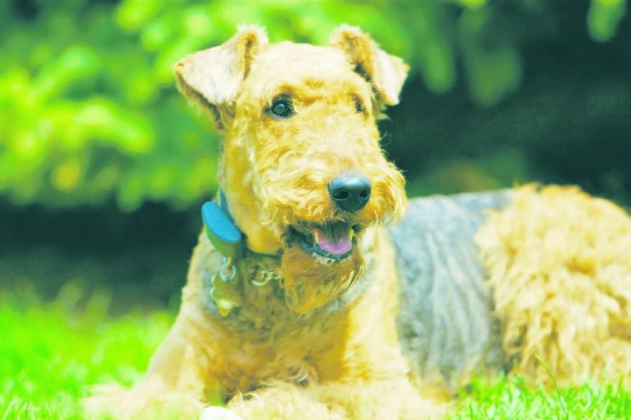 Airedale Terrier - un rege printre ai săi