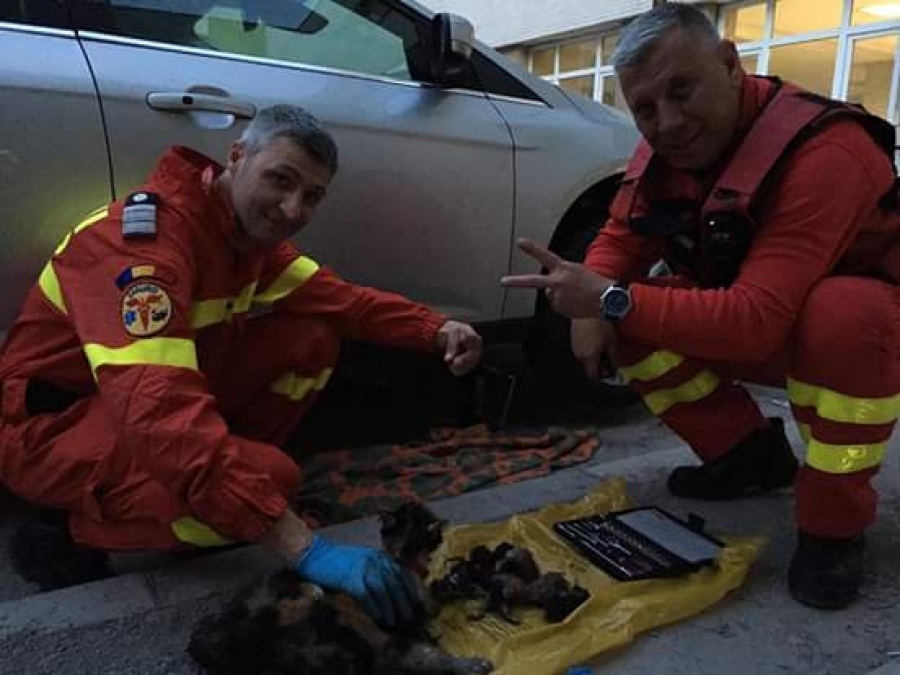 Misiune de salvare SMURD… pentru pisicuțe
