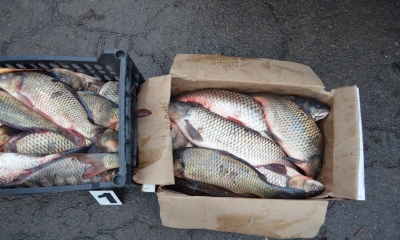 Galaţi: 122 kg de peşte fără documente legale vândute la piaţă