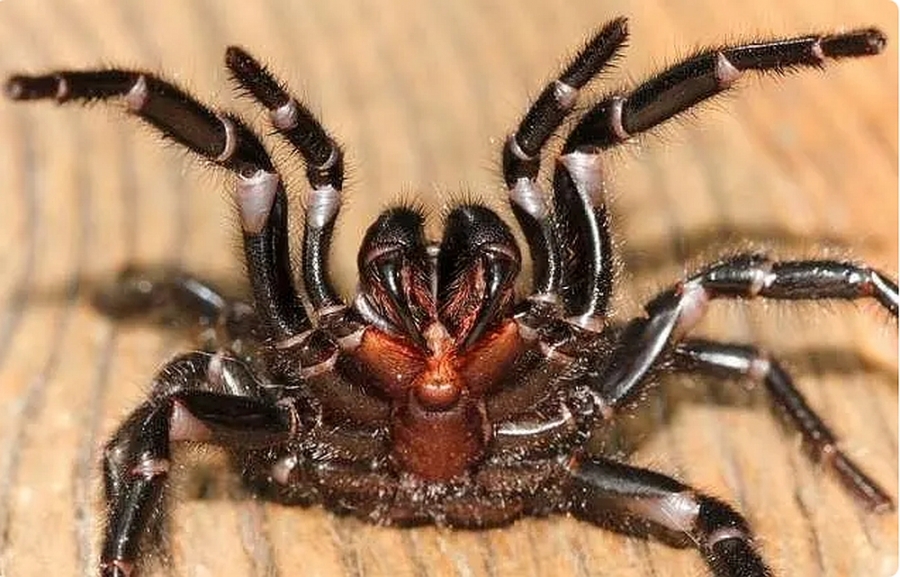 Acest păianjen înfricoşător are cârlige care pot perfora cea mai tare piele