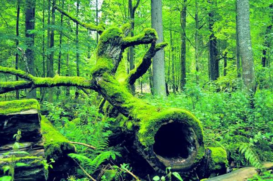 Białowieża, cea mai bătrână pădure din Europa, are 7.000 de ani