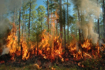 Incendiul de amploare lângă Chiraftei. 250 de hectare de vegetaţie au fost afectate