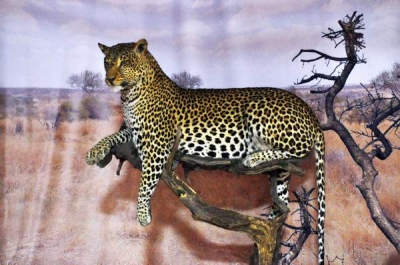 „AFRICA” - expoziţia temporară