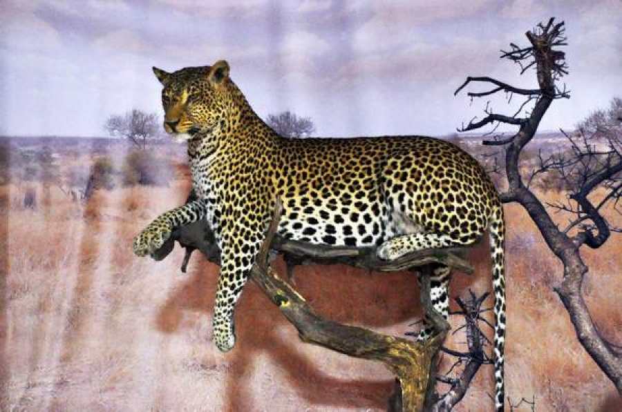 „AFRICA” - expoziţia temporară