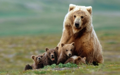 Populaţia de urs brun raportată în România ajunsese la 10.440 de exemplare, în 2015