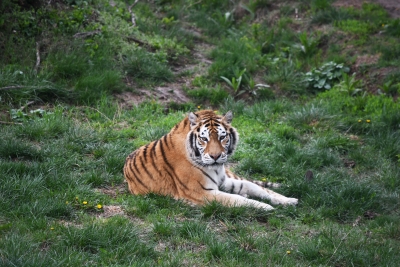 Intrare GRATUITĂ pentru copii, de 1 Iunie, la Grădina Botanică și ZOO Gârboavele