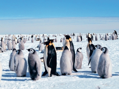 Pinguinii imperiali, ameninţaţi de încălzirea Antarcticii