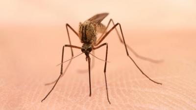 Patru cazuri de meningită West Nile confirmate în Galaţi