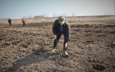 Plantări de perdele forestiere pentru protecţia Autostrăzii A2