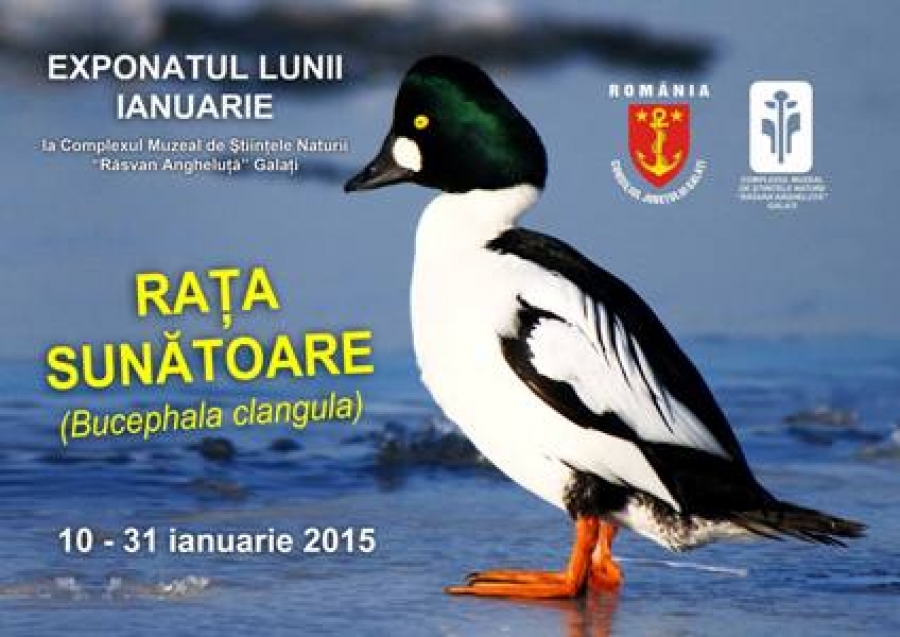Exponatul lunii la Grădina Botanică: raţa sunătoare