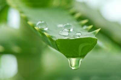 Beneficiile sucului de aloe vera