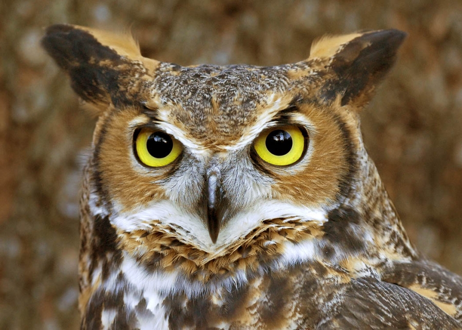 Păsările de noapte "invadează" Complexul Muzeal de Ştiinţele Naturii „Răsvan Angheluţă” Galaţi