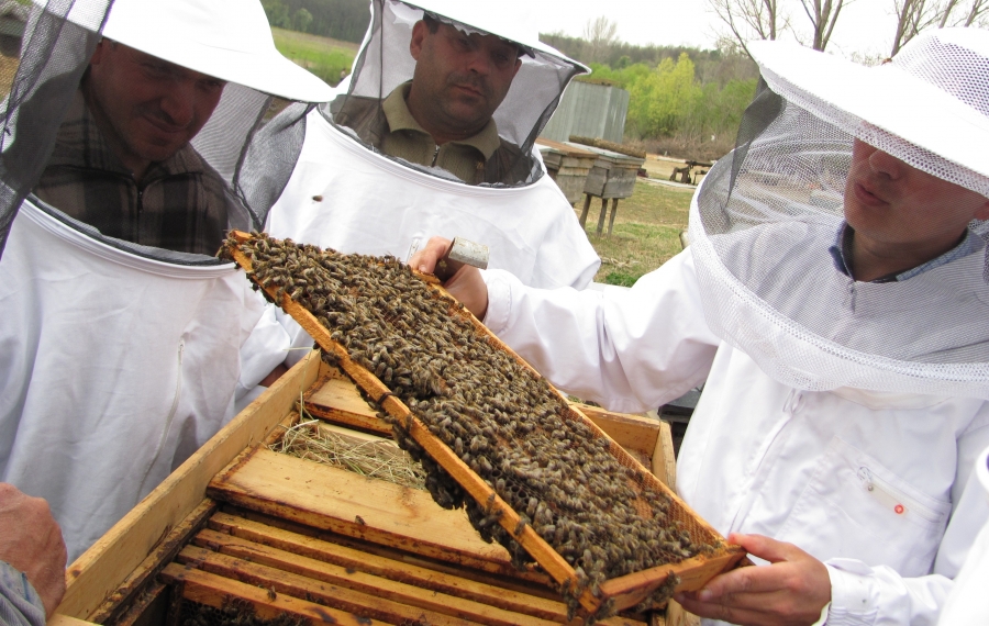 Apicultorii solicită autorităţilor un sprijin financiar de 10 euro/familia de albine pentru compensarea pierderilor din sector
