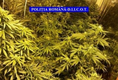 Vrancea: Cultură ilegală de cannabis, descoperită de poliţişti