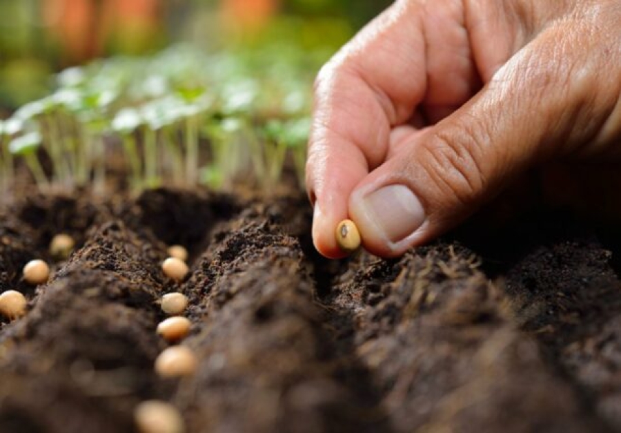 Consiliul Concurenţei investighează piaţa seminţelor şi a produselor pentru protecţia culturilor