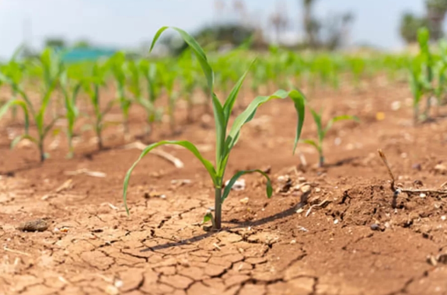 Ministrul Agriculturii: Galaţi, printre judeţele cele mai afectate de secetă