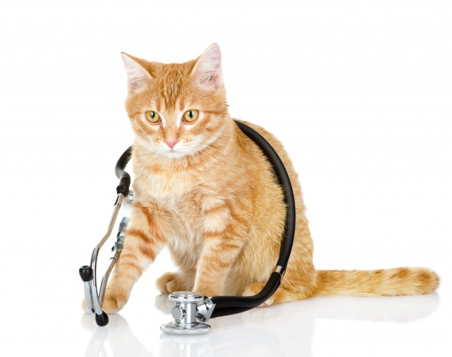 Bolile pisicilor şi sfaturi pentru tratamente şi îngrijire