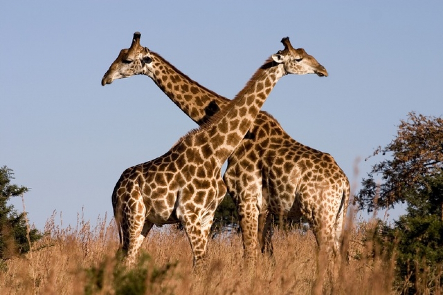 Girafele sunt ameninţate cu dispariţia