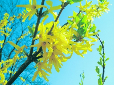 Forsythia, este folosită de peste 4000 de ani în terapia cancerului