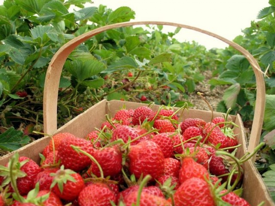 Spania caută să angajeze 800 de căpşunari