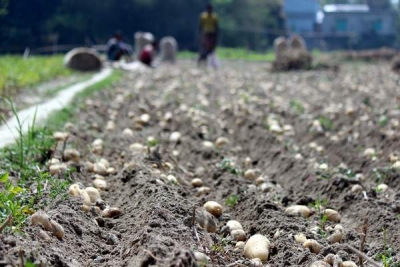 Agricultura românească în UE: producţie mai mare, suprafaţă cultivată în creştere, dar cel mai slab randament