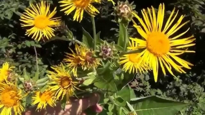 Iarba mare, plantă vindecătoare cunoscută din Antichitate
