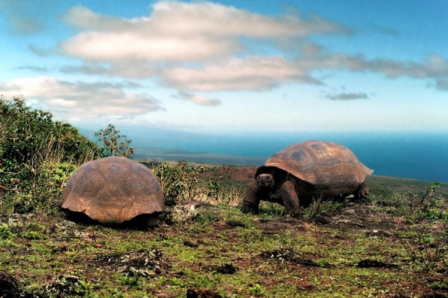 Oamenii de ştiinţă sunt încântaţi de refacerea populaţiei de broaşte ţestoase din Galapagos