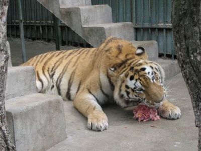 O maşină va pleca din 2 în 2 ore din Galaţi către Grădina Zoologică!