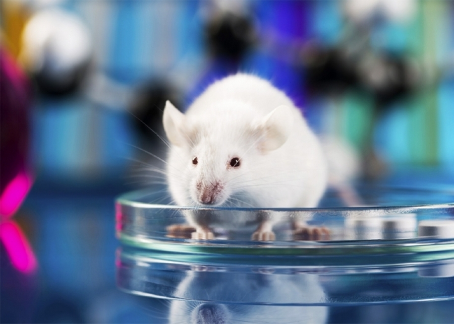 Un ”vaccin” împotriva cancerului a eliminat tumorile la şoareci