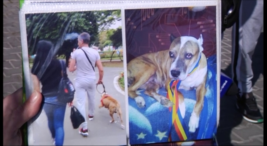 Condamnat la închisoare cu executare pentru uciderea unui câine