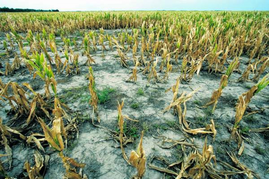 Pagube de peste 361 de milioane de lei din cauza secetei