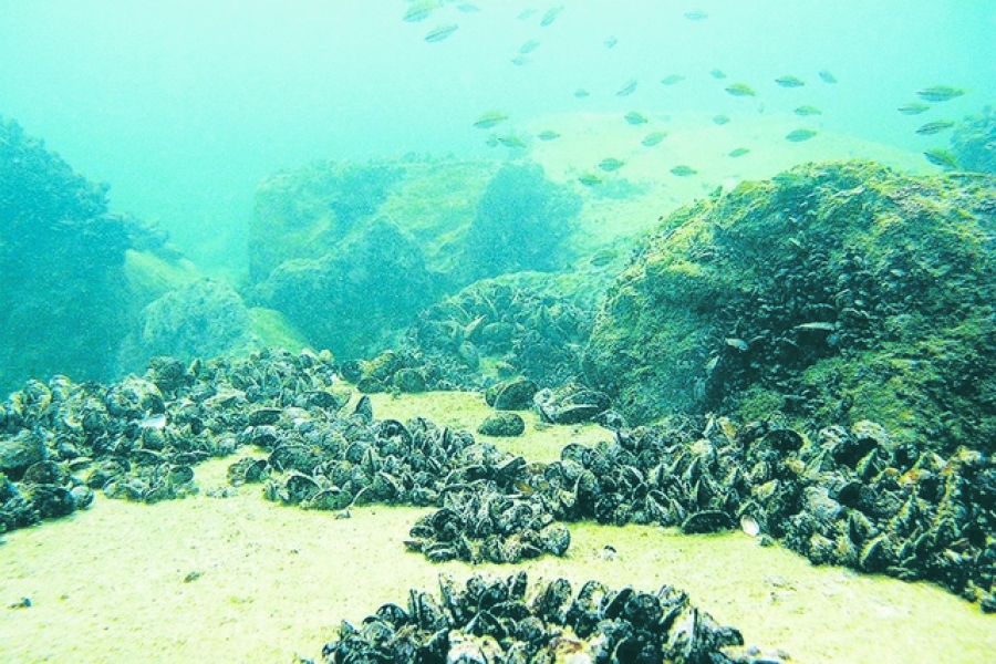 Ecosistemele din bazinul mediteranean, ameninţate de o perturbare inedită în ultimii 10.000 de ani