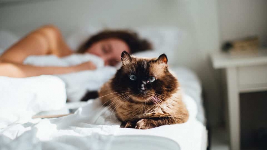 Pisicile care dorm în pat cu stăpânii lor infectaţi pot contracta COVID-19