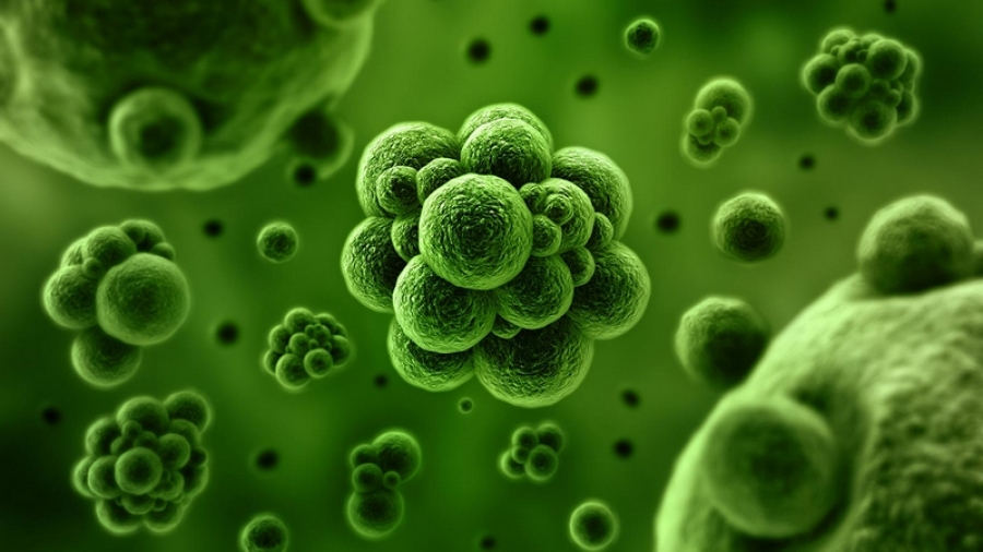 Bacteriile se pot ''deghiza'' pentru a evita să fie detectate de antibiotice