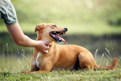 A mângâia un câine este o adevărată terapie