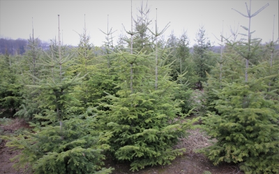 Romsilva oferă spre vânzare peste 30 de mii de pomi de Crăciun în sezonul sărbătorilor de iarnă