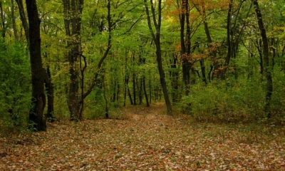 Au vrut să fugă din carantină prin pădure