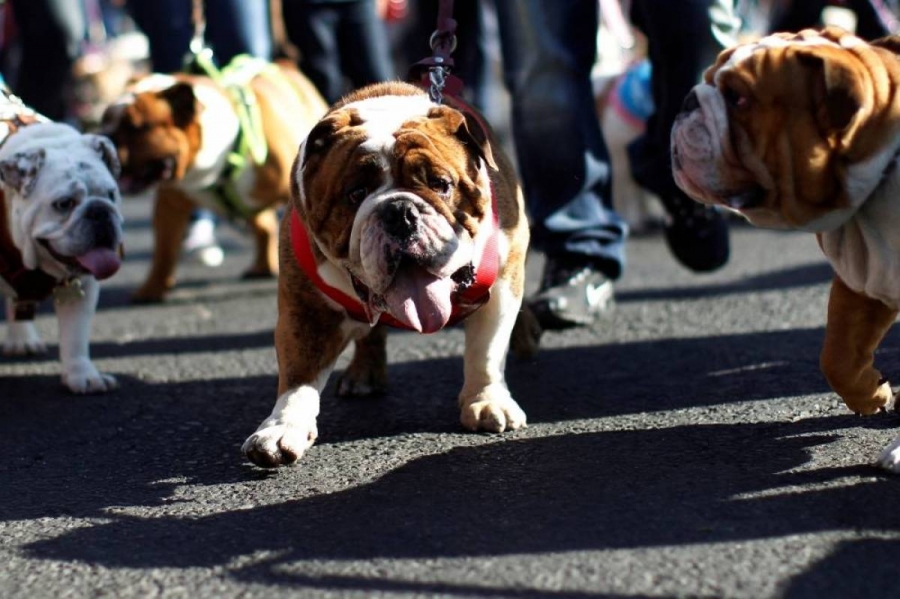 Sute de câini din rasa Bulldog au defilat în Mexic